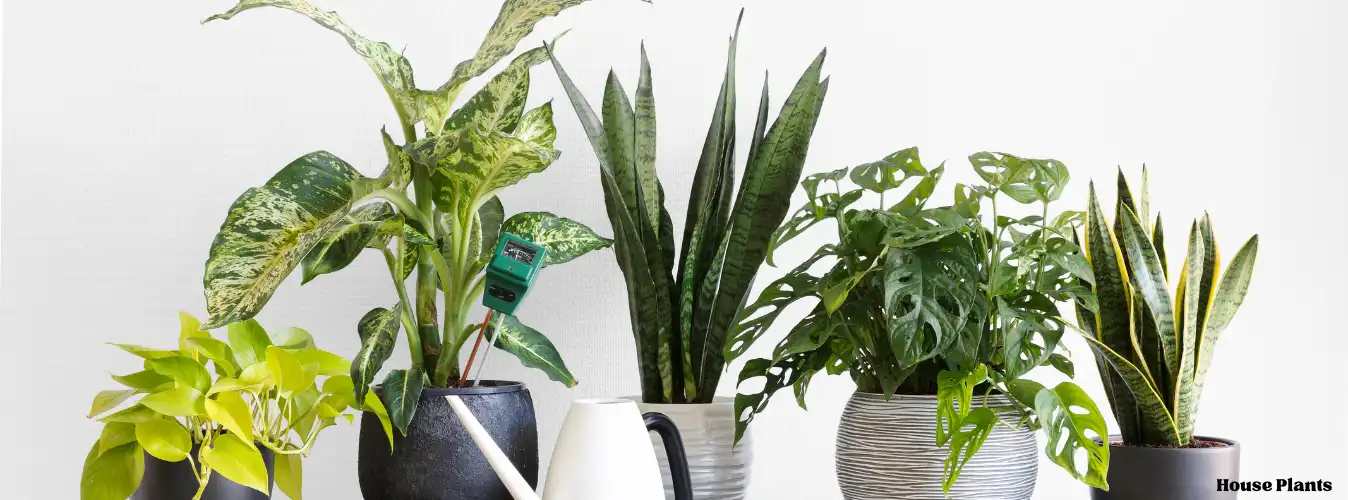 Learn More About House Plants
