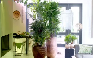 amount of light that indoor plants require