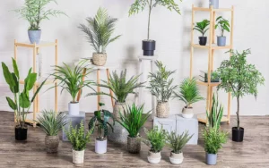 popular examples of indoor plants