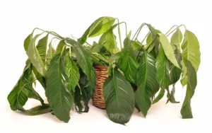 why indoor plants die