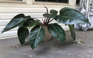 The Black Philodendron