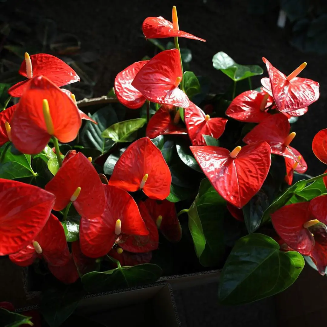Red flower plant