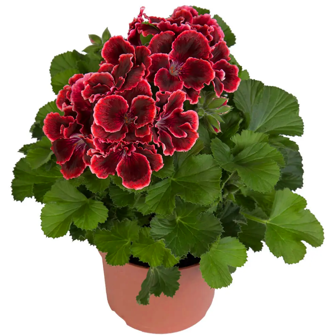Small houseplants with red flowers