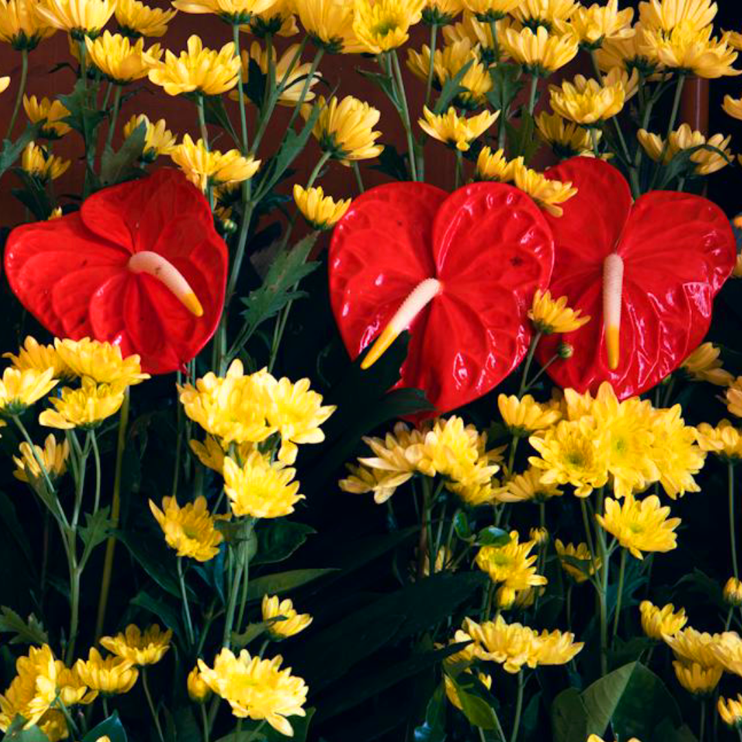 Indoor plant red flower anthurium